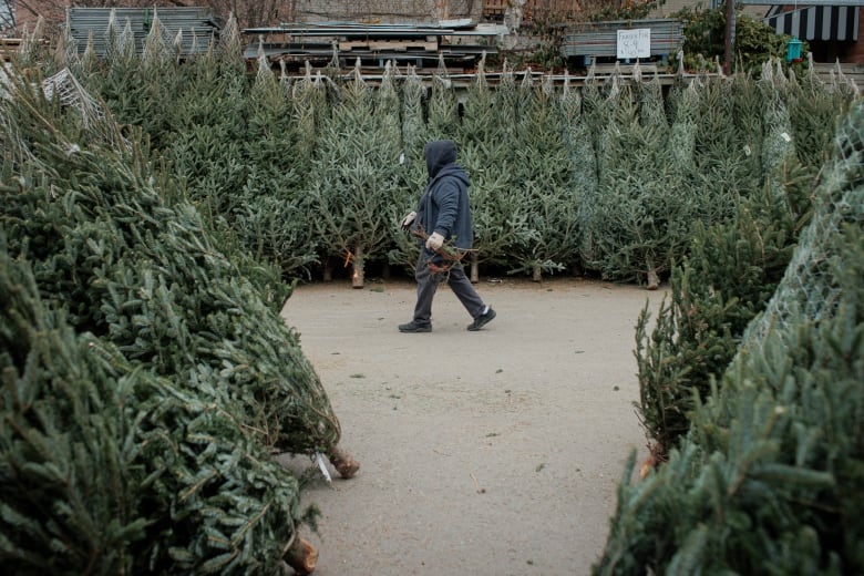 A person walks across a u-shaped collection of Christmas trees. 