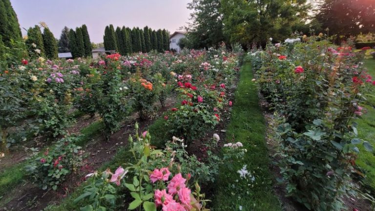 How rare rose collectors save some flowers from extinction