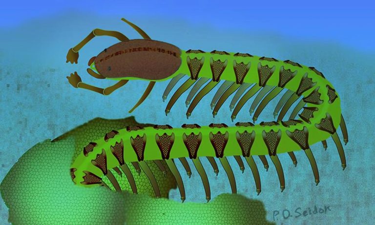 Science Textbooks Wrong? 525-Million-Year-Old Fossil Defies Common Explanation for Brain Evolution