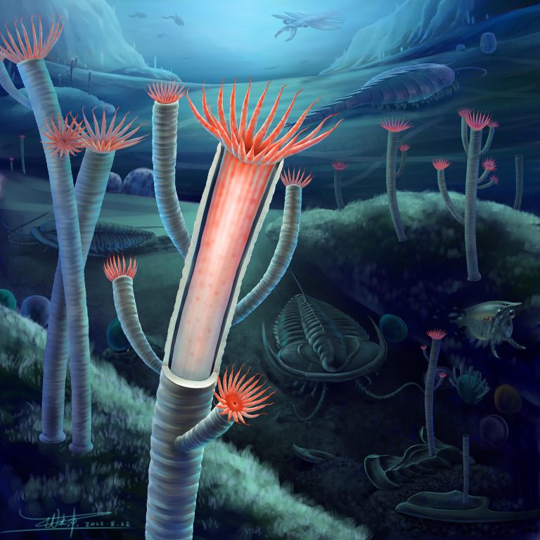 500 Million Year-Old Fossils Solve a Centuries-Old Riddle in the Evolution of Life on Earth