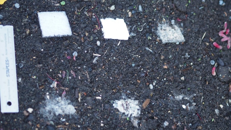 Samples of a biodegradable foam are seen in various stages of decomposition laying on top of dirt.