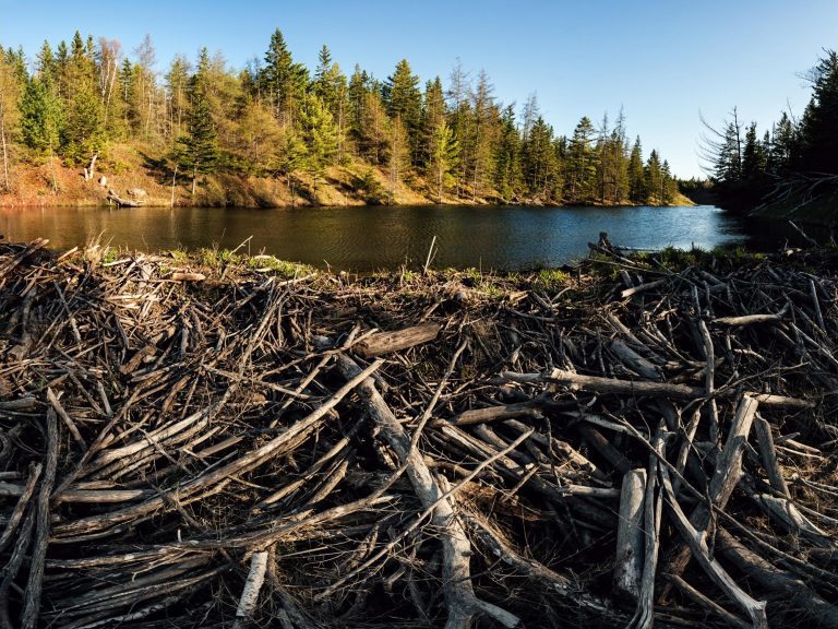 Famous Beaver Dams May Help Lessen Climate Change Damage to Water Quality