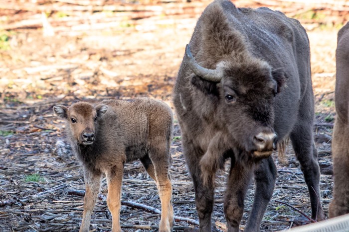 Bison with calf