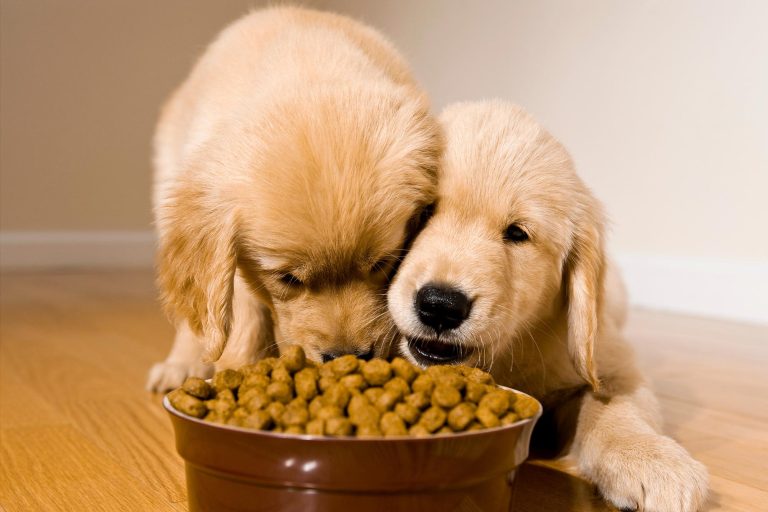 Feeding Pets Dry Food Reduces Their Environmental Impact