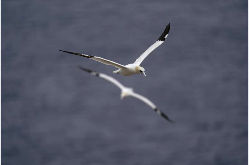 Faithful mates, hot tempers form primal life for gannets