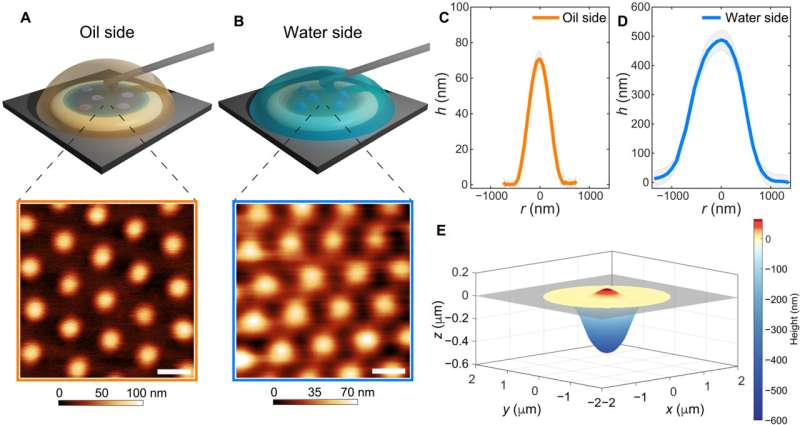 Fluid interfaces deform soft particles