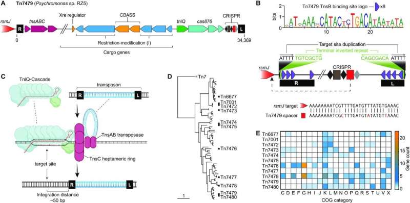 Genetic 'hitchhikers' can be directed using CRISPR