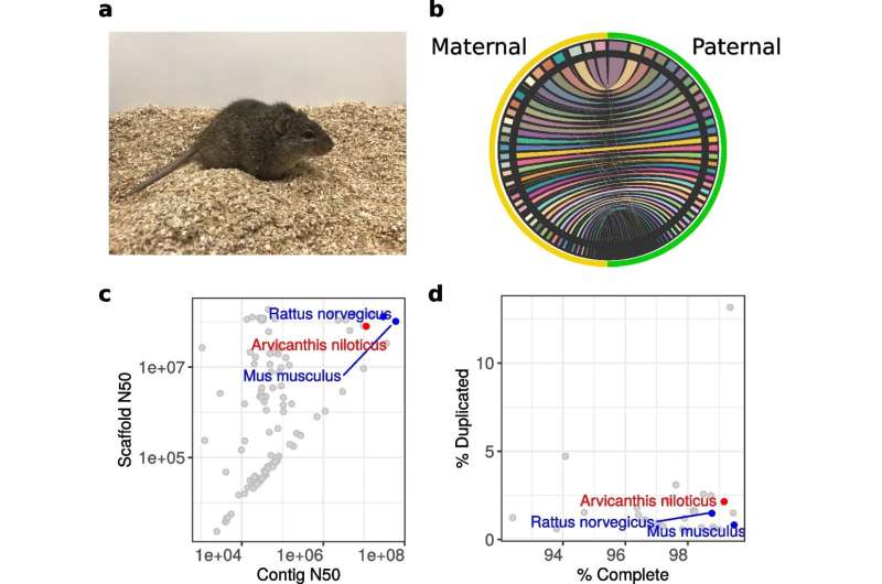 Genome sequencing supports Nile rat animal model for diabetes research