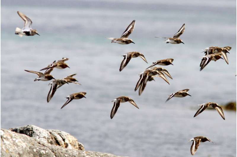 Global changes in wetlands help clarifying the decline of shorebirds