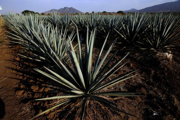 An agave plantation