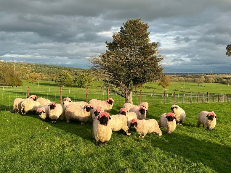 Eighteen sheep standing around in a field by a chicken-wire fence. They all have shaggy white bodies, black faces, black spots on their legs, and mops of curly pink wool atop their heads. 