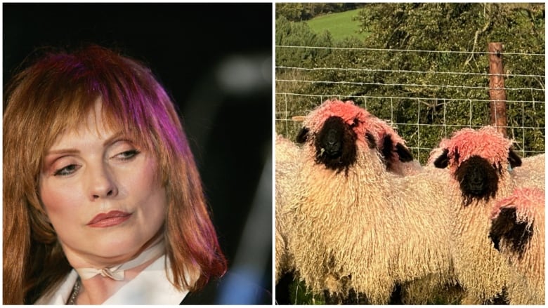 Side-by-side pictures. On the left, a woman with reddish-blonde hair with splotches of bright pink looks over her shoulder toward the right. On the right, a group of shaggy white sheep black faces and pink curls on their heads. 