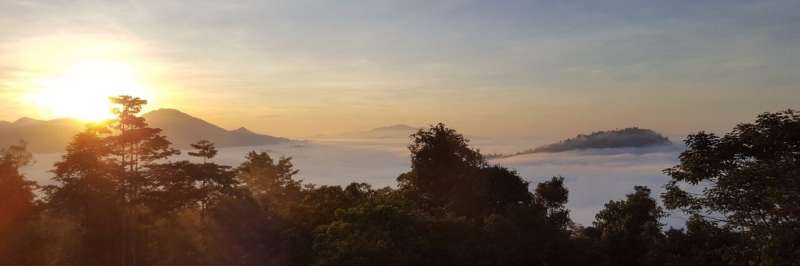 Lianas more likely to infest smaller trees in Southeast Asian forests, transforming knowledge in understudied area