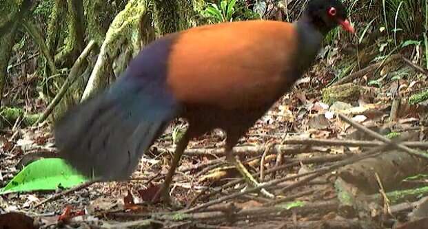 ‘Lost’ pigeon found after more than a century