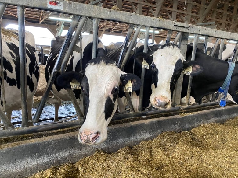 Cows look out through a grate, as they eat hay.