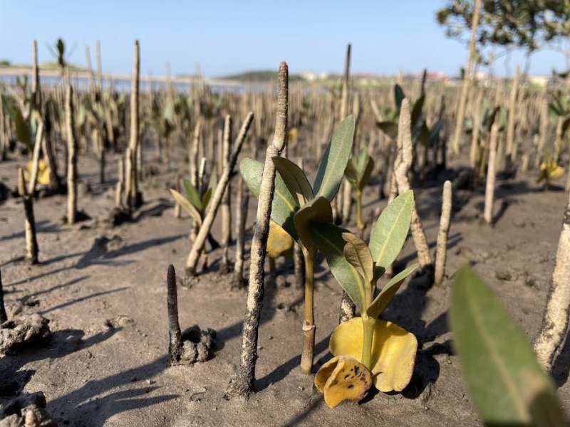 Mangrove forests won't be able to spread further in South Africa, so protecting them is crucial