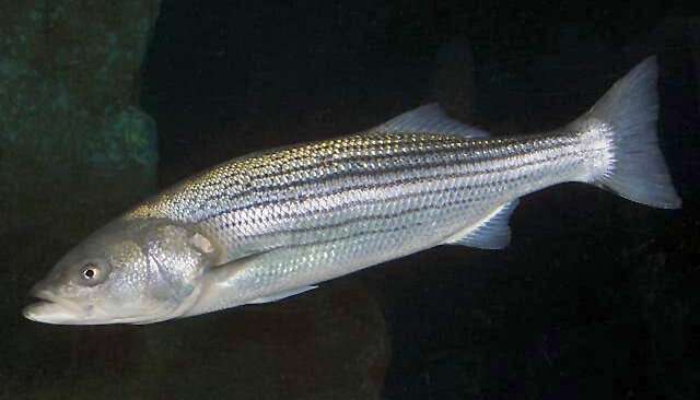 Maryland’s juvenile rockfish count below average for fourth year, but state says there’s no need to panic