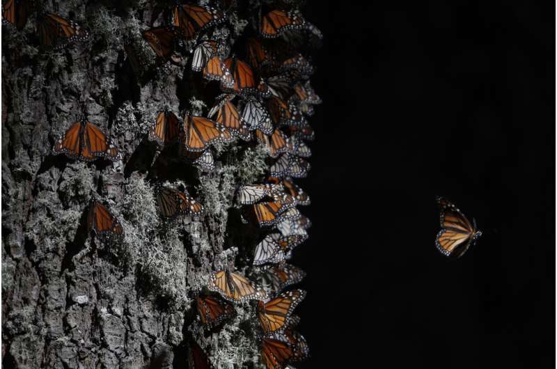 Monarch butterflies return to Mexico on annual migration