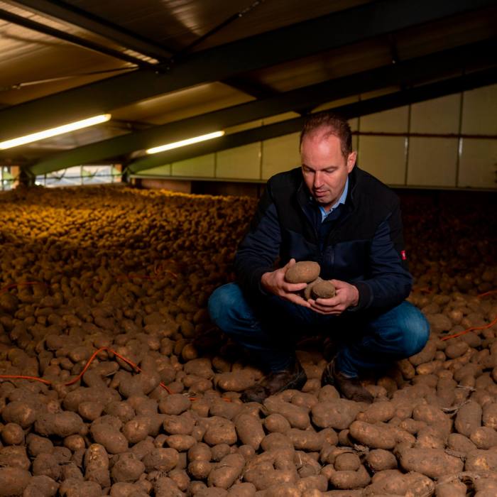 Hendrik Jan ten Cate crouches down amid a sea of potatoes on a barn floor while holding a few in his hands