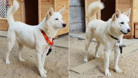 Dogs, Gomi (left) and Songgang (right), seen in 2018, are at the center of a political spat in South Korea.