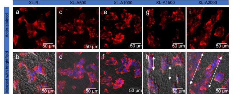 Parallel alignment of dressing fibers accelerates wound healing