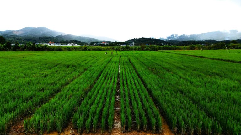 Farmers Move to High-Yielding, Cost-Saving Perennial Rice