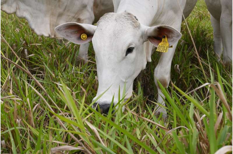 Planting and management of improved grass in tropical savannas can increase soil carbon by 15 percent, new paper finds