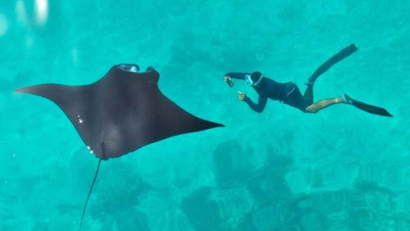 Ray of hope? One place where reef manta rays are thriving