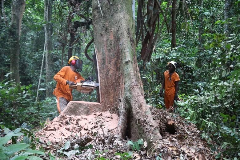 Two men in orange uniforms, hard hats and safety masks saw down a big tree in the forest.