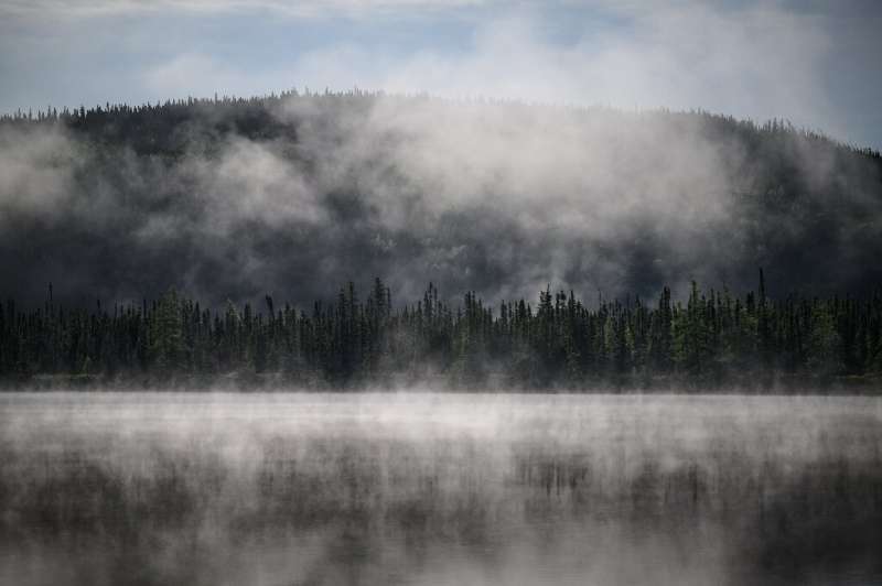 The boreal forest, second only to the Amazon in terms of its vital role in ensuring the planet's future, stretches across Canada