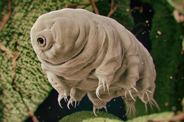 What Makes This Creature Nearly Invincible? Biologists Have Gained New Insight