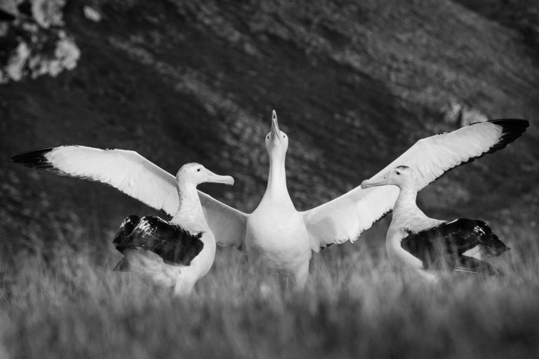 Breakups Are More Common in Albatross Couples With Shy Males