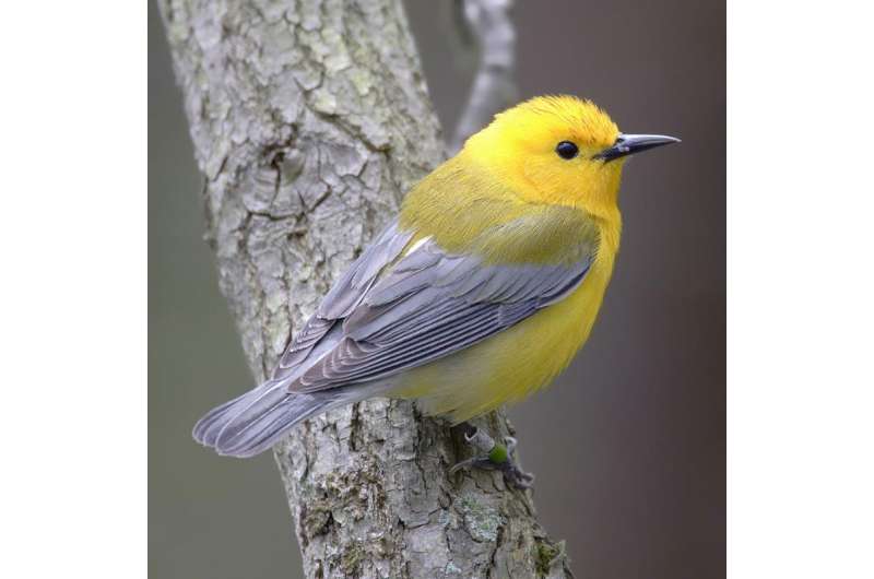 Prothonotary warbler