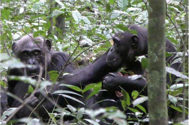 Showing off: Wild chimpanzees show others objects simply to share attention