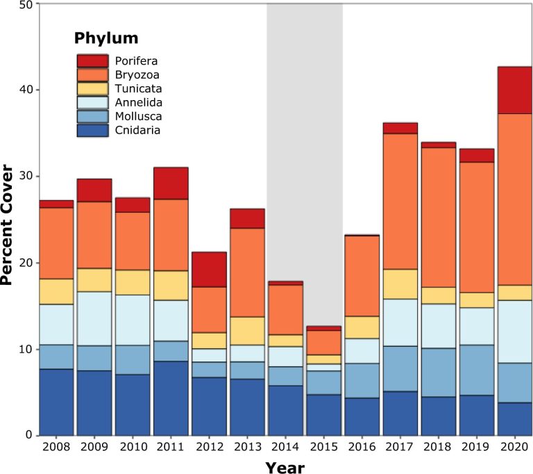 Six years after ‘the Blob’ in the Santa Barbara Channel, researchers find lasting effects in the kelp forest