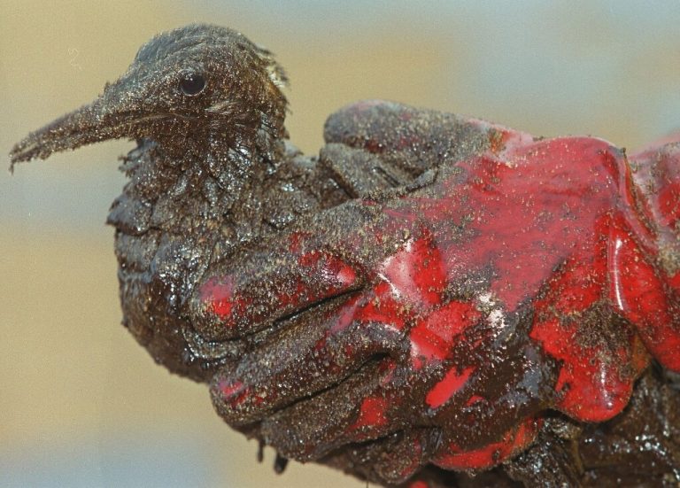 worst oil spills in Europe