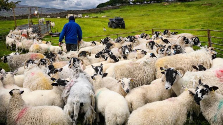 Fresh overhaul of UK post-Brexit farm payments sparks anger