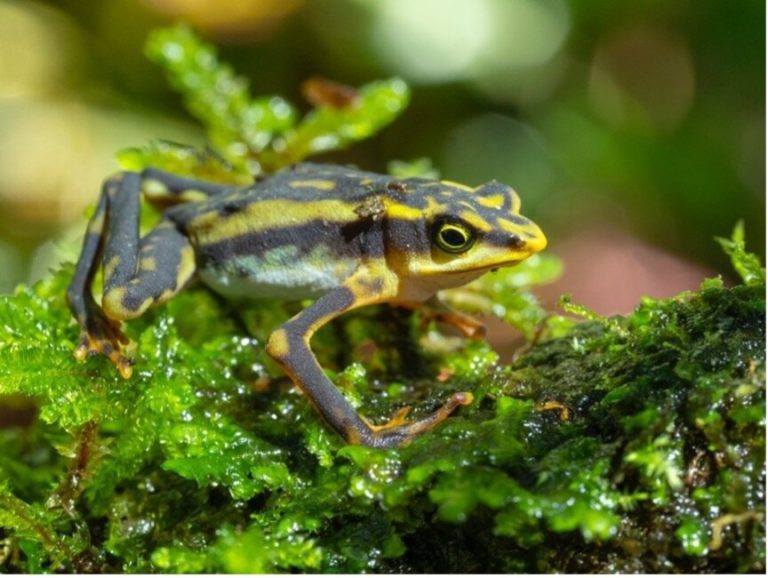 Up to 32 frog species thought to be extinct may not be, new research shows