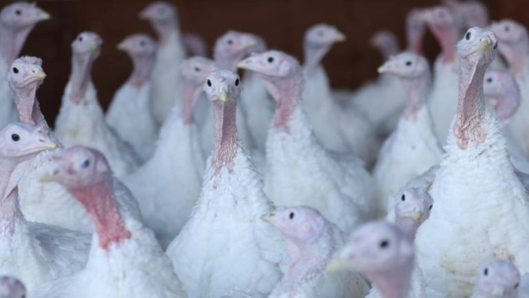 Christmas poultry felled by UK’s worst-ever bird flu outbreak