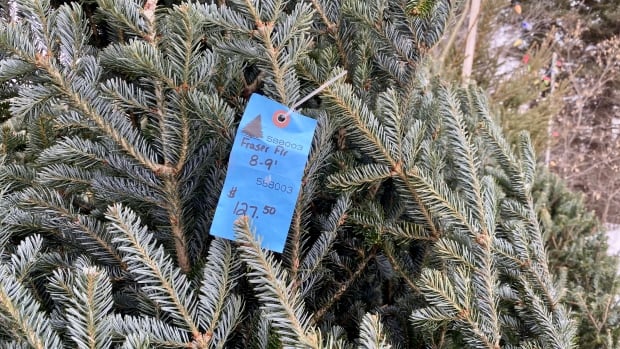 Why Christmas trees are scarce and more expensive this year