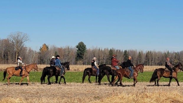 Fugitive cows in Quebec escape capture again and again