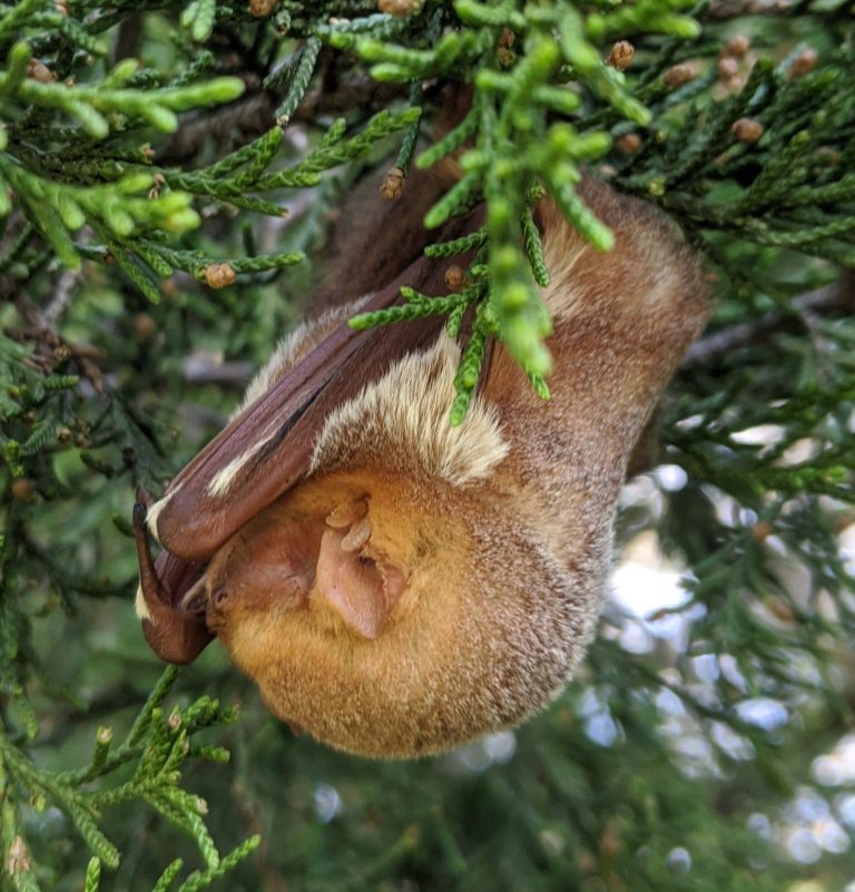 ‘Devastatingly cute’ bats look for bugs in forest clearings and corridors