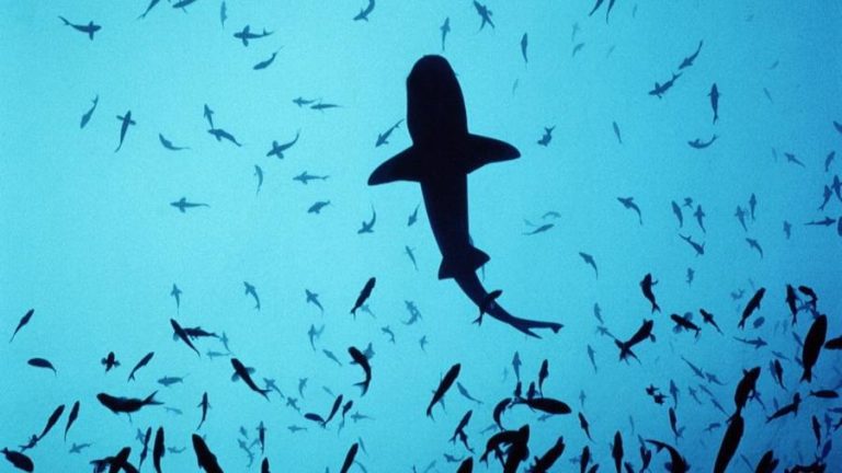 Biodiversity/sharks: meat of the problem is not the fin trade