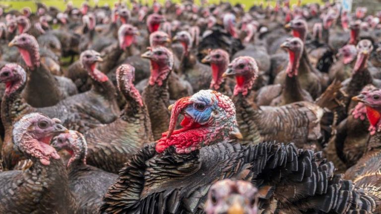 Turkey off the menu for Christmas as ‘dire’ avian flu hits flocks