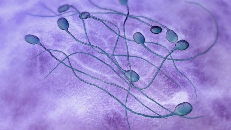 Global decline in sperm counts is accelerating, research finds