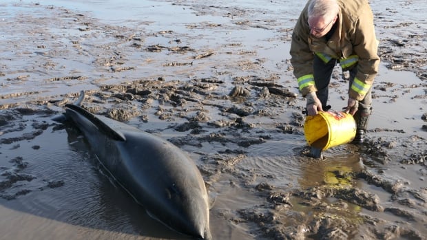 A pod of dolphins got stuck in the mud at low tide — here’s how a N.S. community saved them