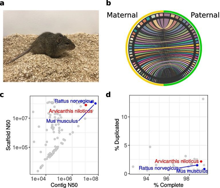 Genome sequencing supports Nile rat animal model for diabetes research