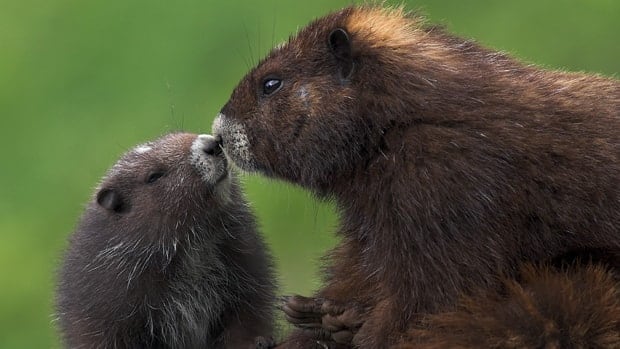 More than 2,000 wild species face a high risk of being wiped out in Canada, report warns