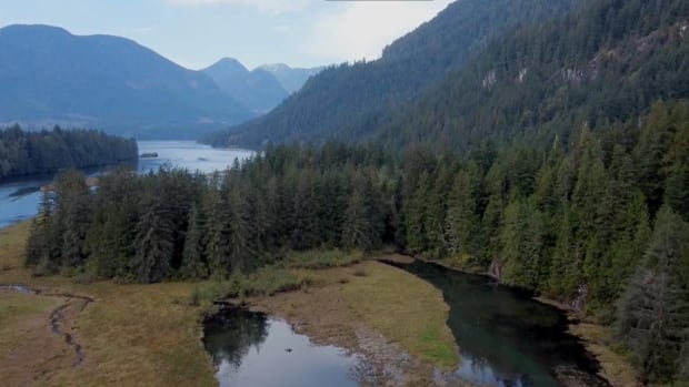 Fine hiked dramatically for man who ‘wantonly and flagrantly’ poached cedar from First Nation territory