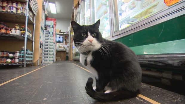 Shop cat can’t come back, says Vancouver health authority